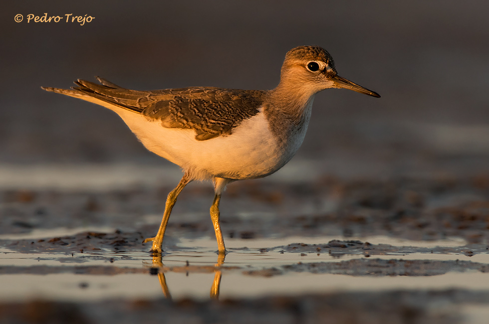 Andarrios chico ( Actitis hypoleucos)